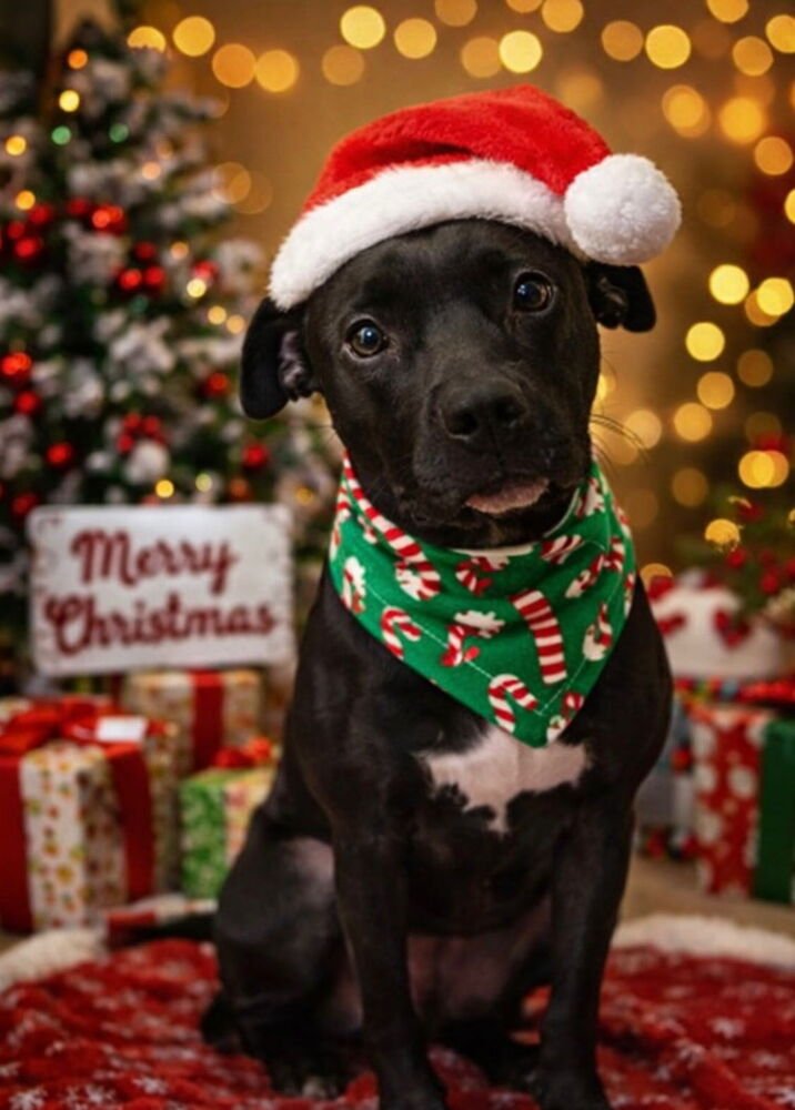 EMMY - Labrador Retriever / Terrier for adoption in Hampton