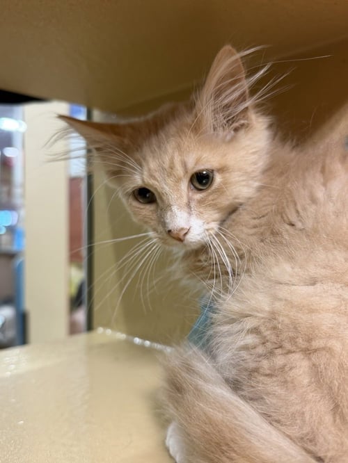 PUMA - Domestic Medium Hair / Domestic Long Hair available for adoption