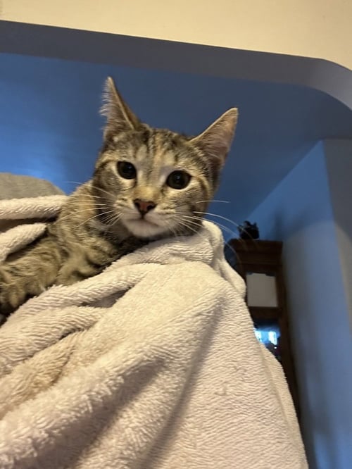 REMI - Domestic Short Hair available for adoption