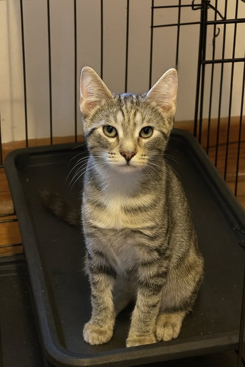 REMI - Domestic Short Hair available for adoption