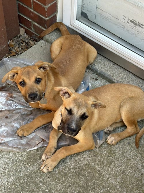 MOCHA - Shepherd / Hound available for adoption