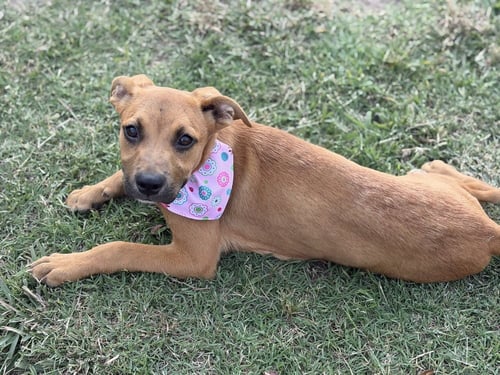 MOCHA - Shepherd / Hound available for adoption