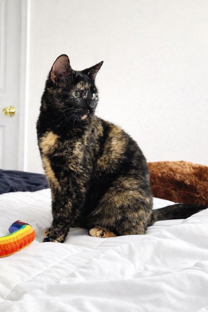 LILITH - Domestic Short Hair for adoption in Suffolk