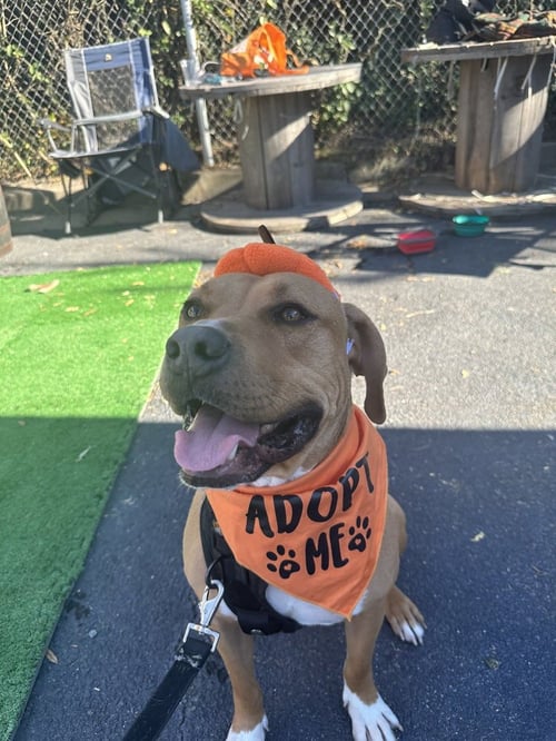 DJ - Terrier available for adoption