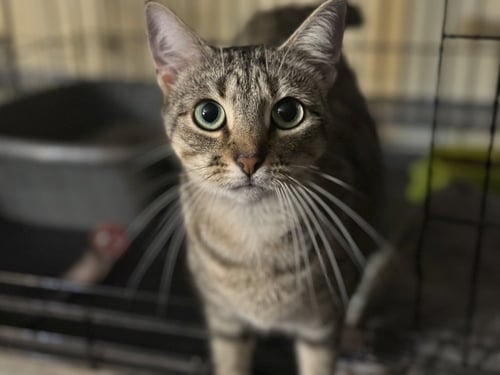 SIDEKICK - Domestic Short Hair available for adoption
