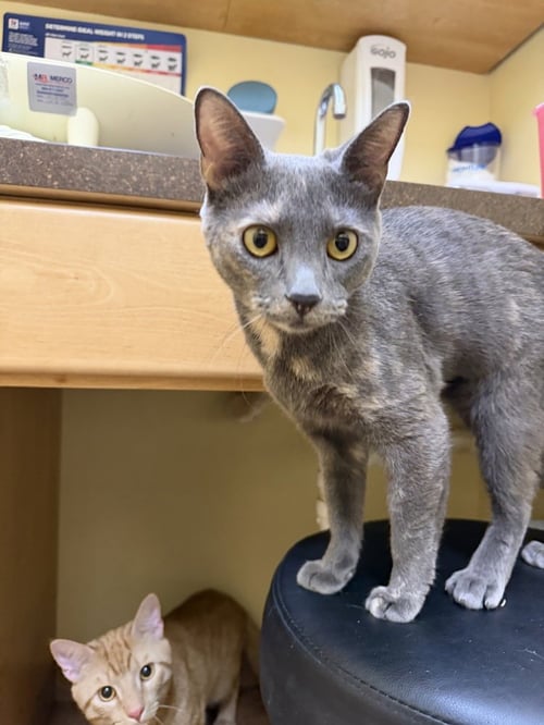 BLUE - Domestic Short Hair available for adoption