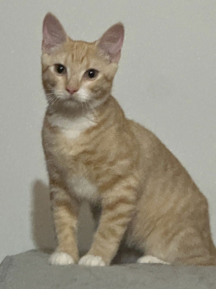 NEMO - Domestic Short Hair available for adoption