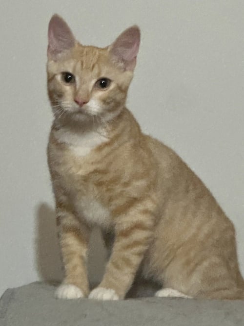 NEMO - Domestic Short Hair available for adoption