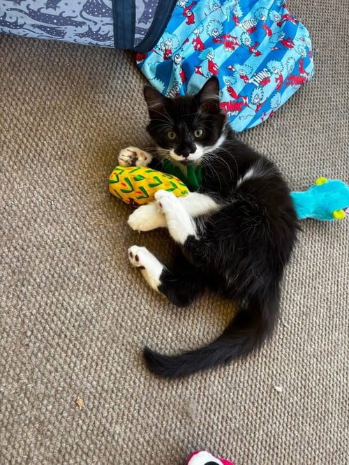 GOOSE BERRY - Domestic Medium Hair available for adoption