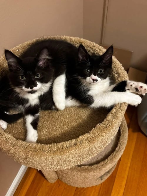GOOSE BERRY - Domestic Medium Hair available for adoption