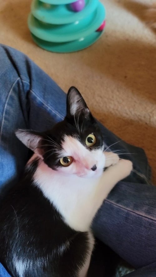 MARLEY - Domestic Short Hair available for adoption