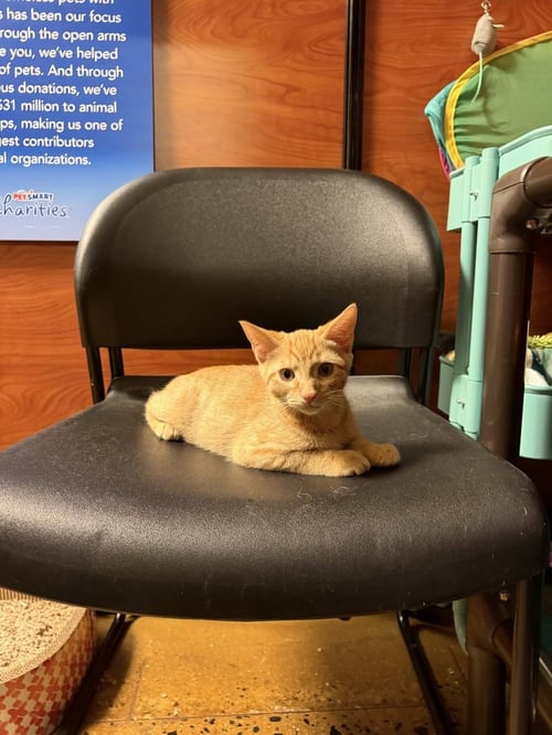 MESSI - Domestic Short Hair available for adoption