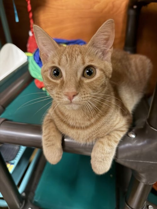 MESSI - Domestic Short Hair available for adoption