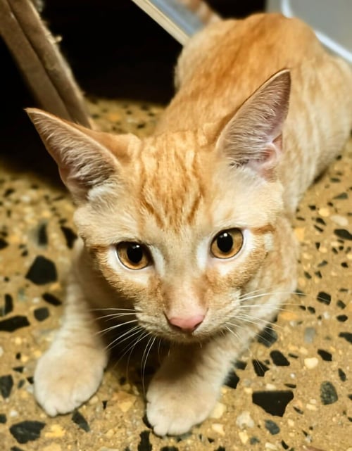MESSI - Domestic Short Hair available for adoption