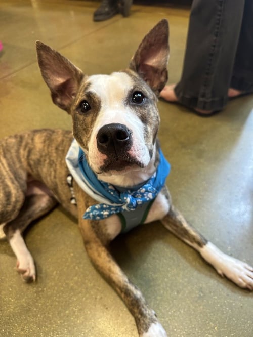 JADE - Terrier / Hound available for adoption