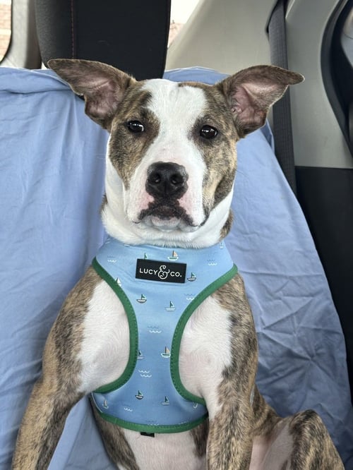 JADE - Terrier / Hound available for adoption