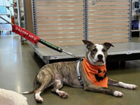 Jade - Photo 3