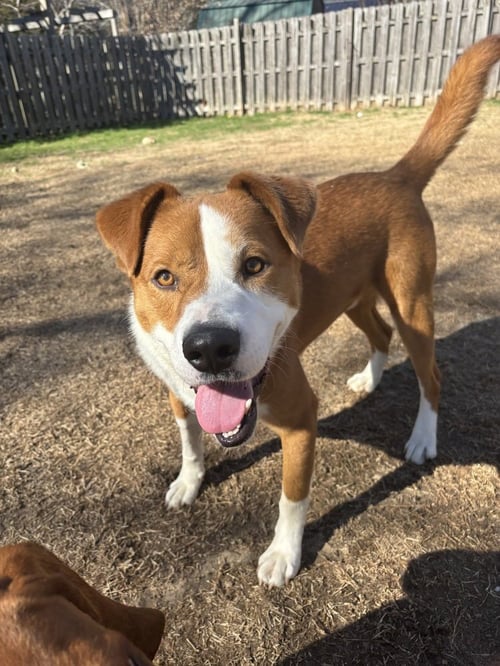 PICASSO - Labrador Retriever / Husky available for adoption