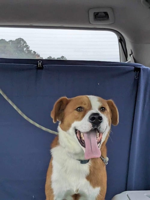 PICASSO - Labrador Retriever / Husky available for adoption