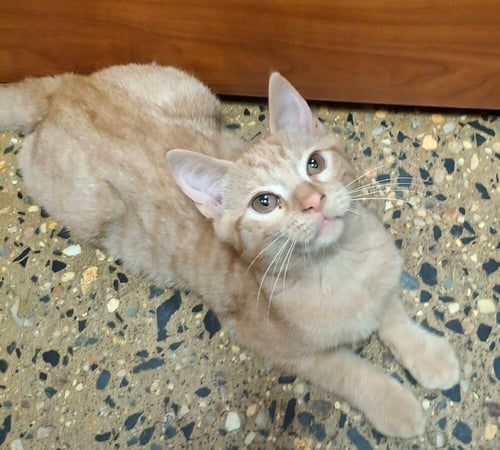 MAC - Domestic Short Hair available for adoption