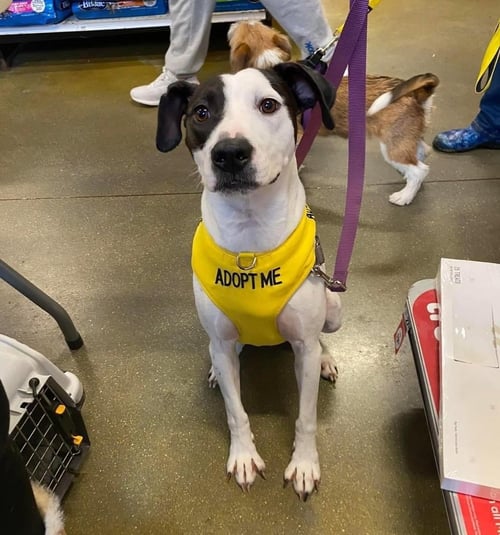 MAISY - American Staffordshire Terrier / Hound available for adoption