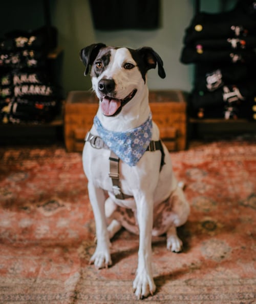 MAISY - American Staffordshire Terrier / Hound available for adoption