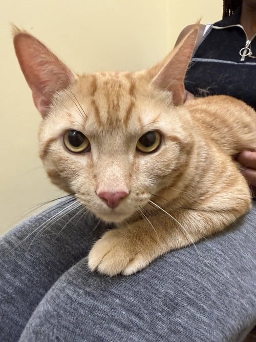 FREDO - Domestic Short Hair available for adoption