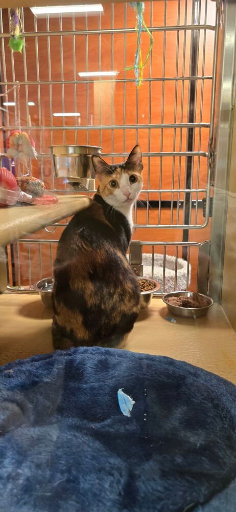 CINNAMON - Domestic Short Hair / Calico available for adoption