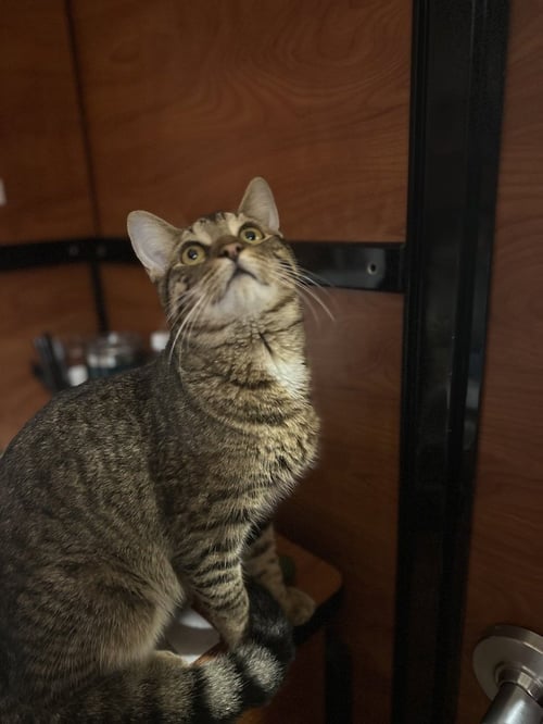 TY - Domestic Short Hair available for adoption