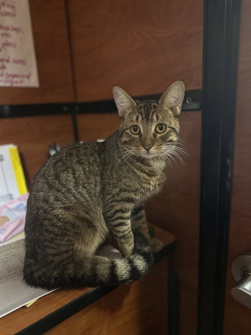TY - Domestic Short Hair available for adoption