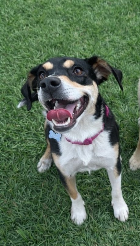 HAZEL - Beagle for adoption in Hampton