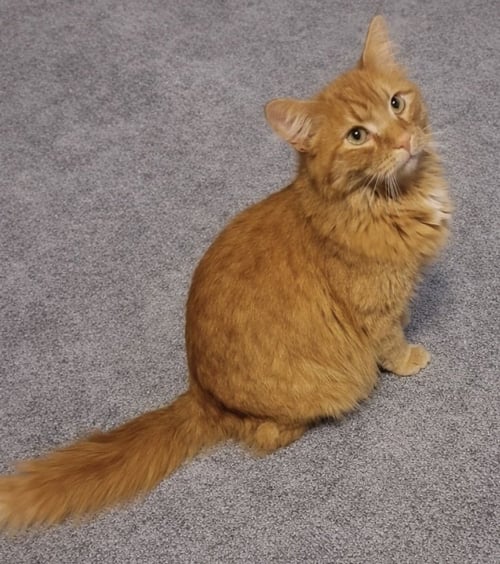 JAX - Domestic Medium Hair available for adoption
