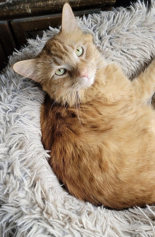 JAX - Domestic Medium Hair available for adoption