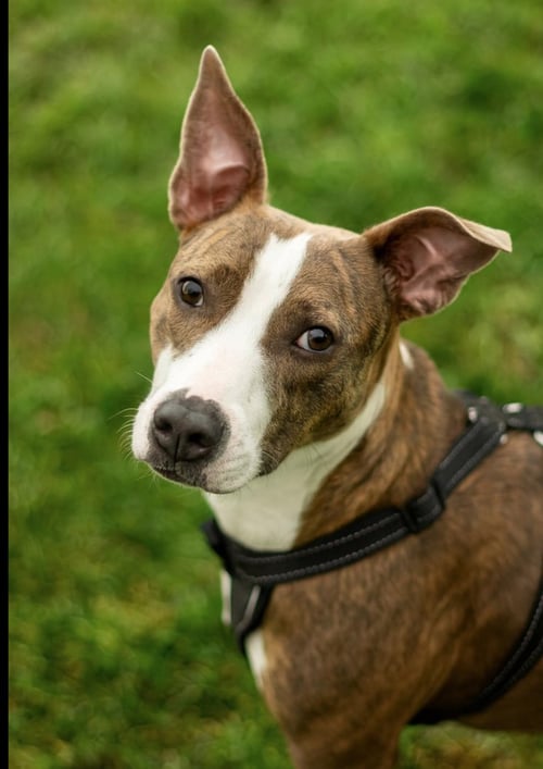 JOSS - Terrier / Hound available for adoption