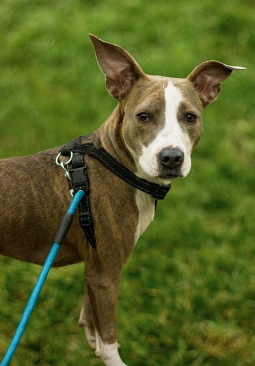 JOSS - Terrier / Hound available for adoption