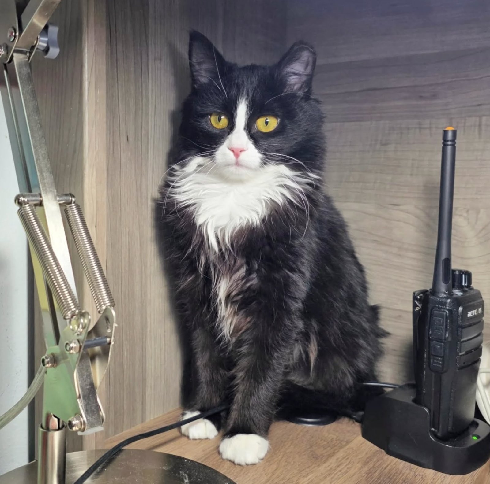 TAMMY - Domestic Medium Hair available for adoption