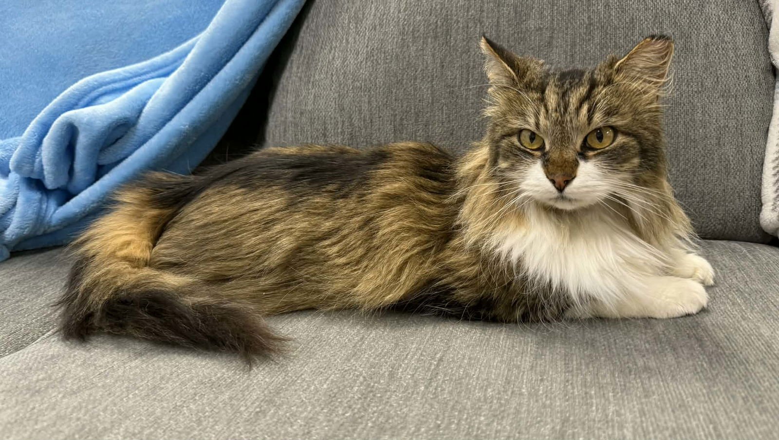 MOLLY - Domestic Long Hair available for adoption
