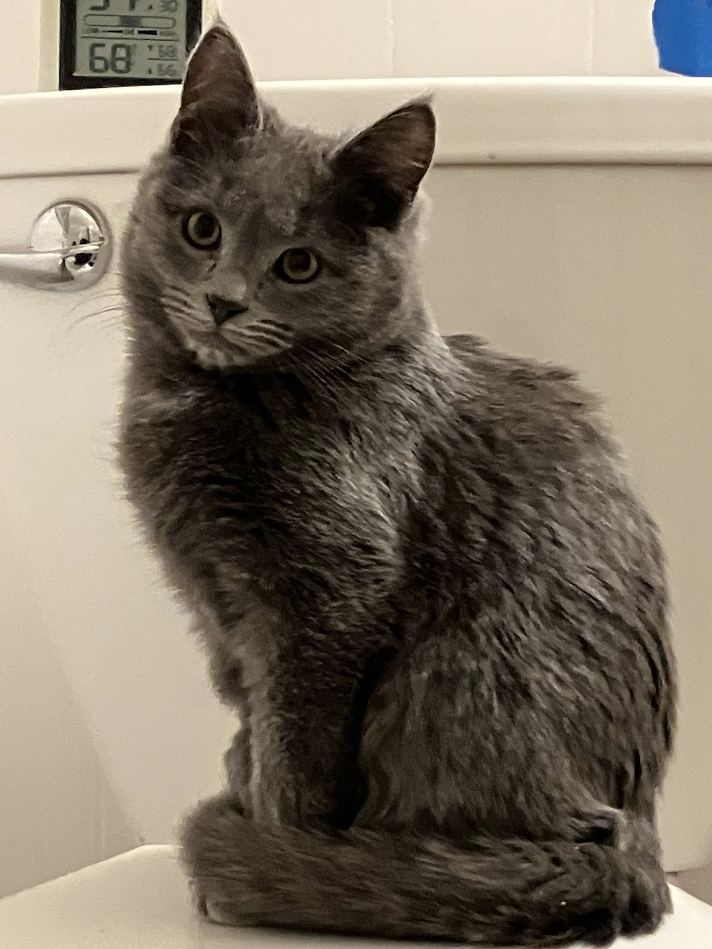 BURNSIDE - Domestic Short Hair available for adoption