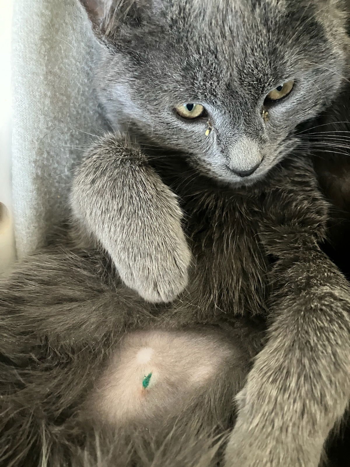 BURNSIDE - Domestic Short Hair available for adoption