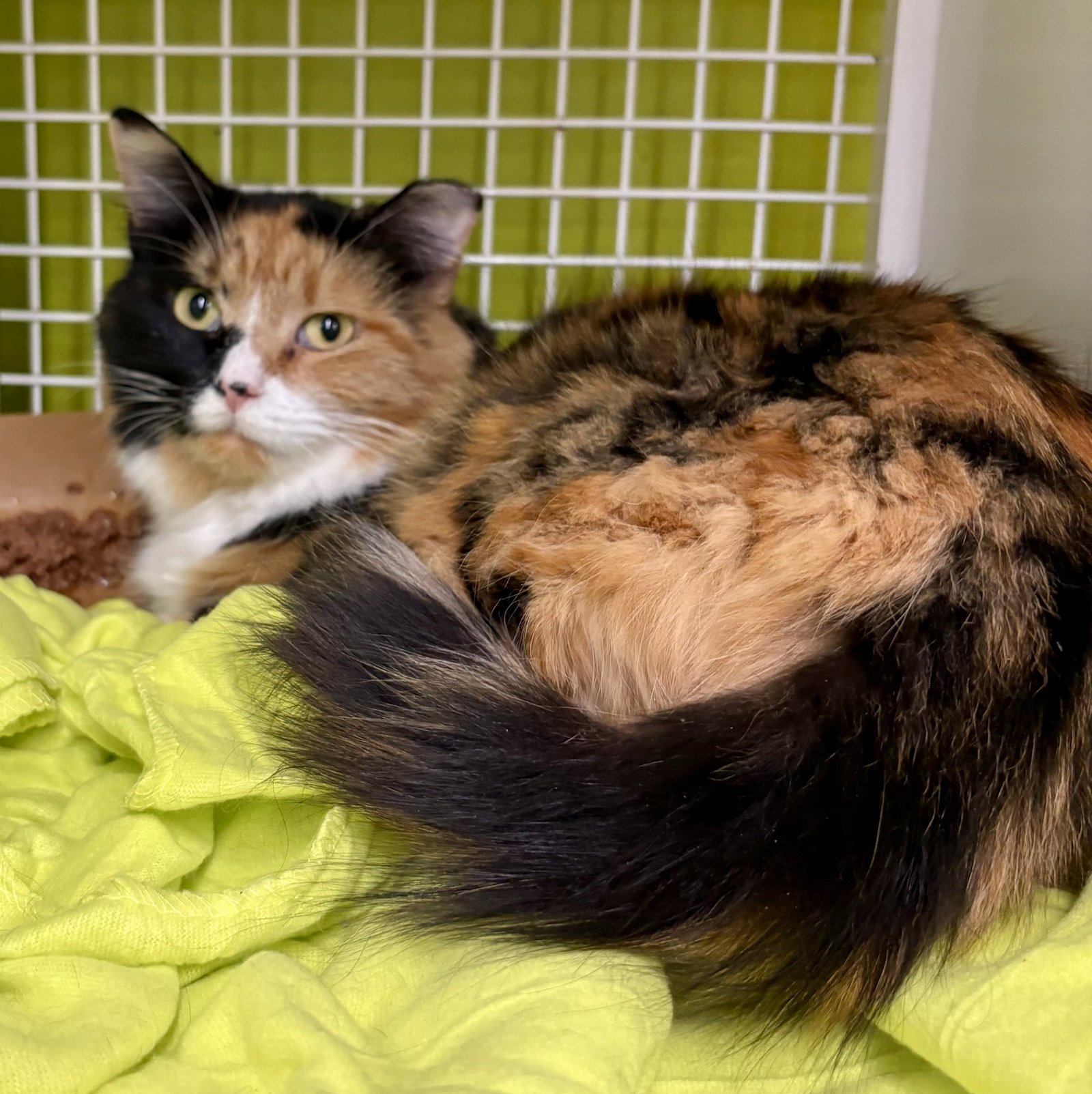 MADAME MORRIBLE - Domestic Medium Hair available for adoption