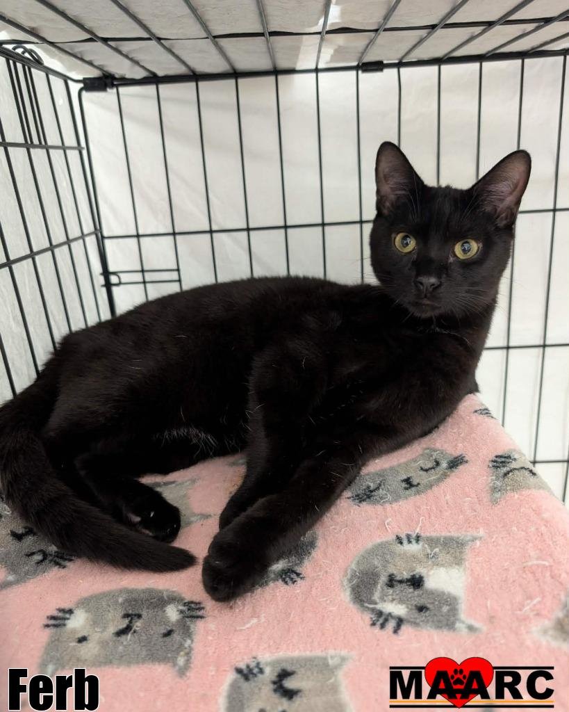 FERB - Domestic Short Hair available for adoption