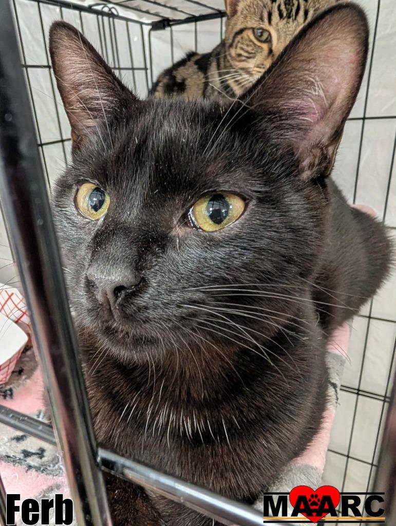 FERB - Domestic Short Hair available for adoption