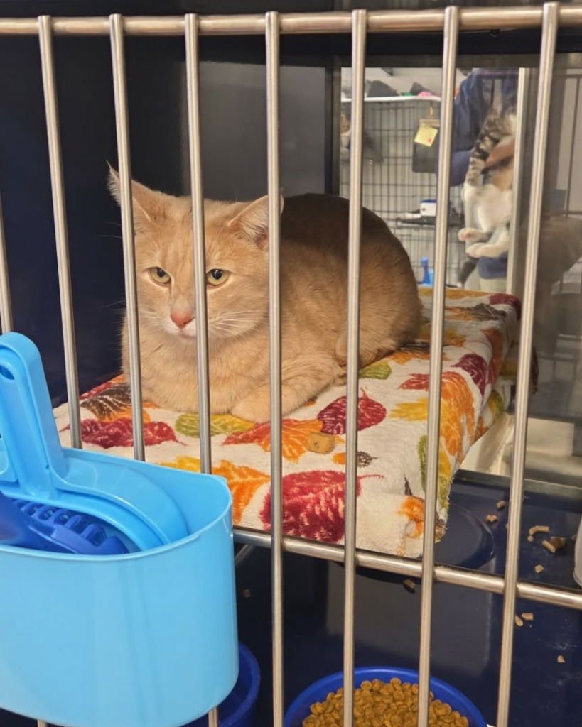 MORRISON - Domestic Short Hair available for adoption