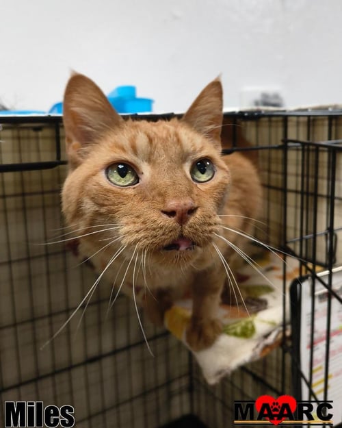 MILES - Domestic Short Hair available for adoption