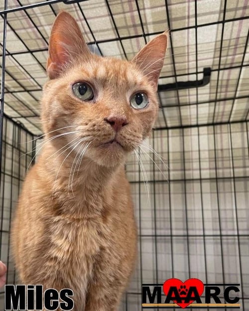 MILES - Domestic Short Hair available for adoption