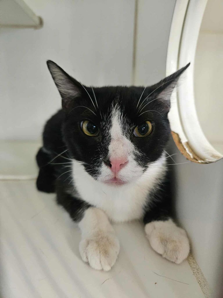 RALPH - Domestic Short Hair available for adoption