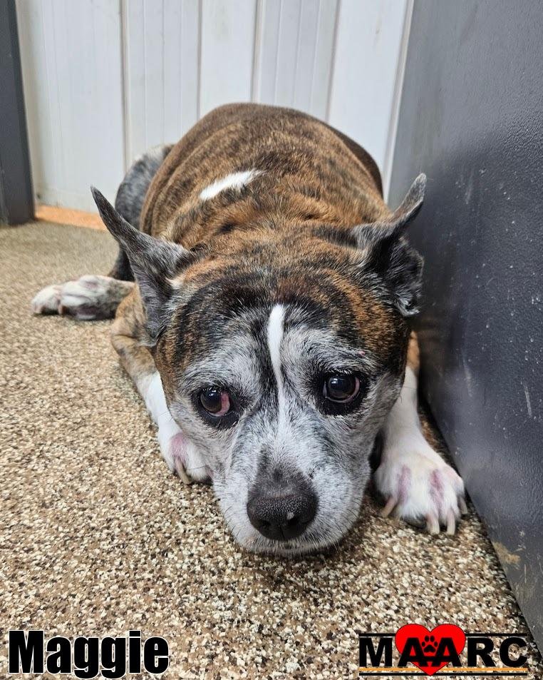 MAGGIE - Boston Terrier / Terrier available for adoption