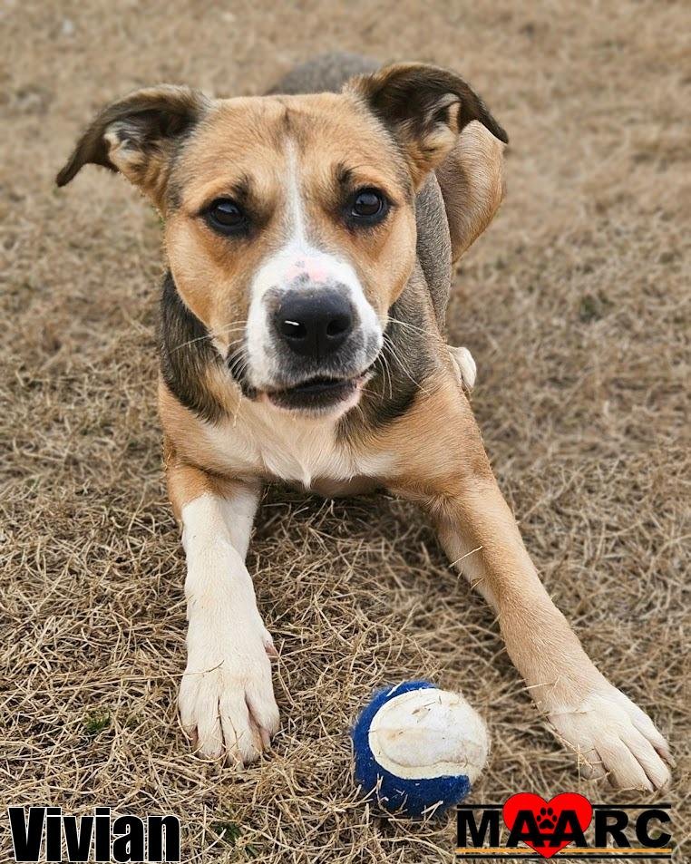 VIVIAN - Black Mouth Cur available for adoption