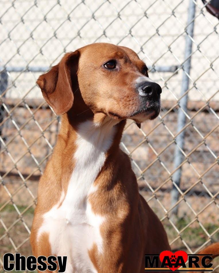 CHESSY - Hound / Boxer available for adoption