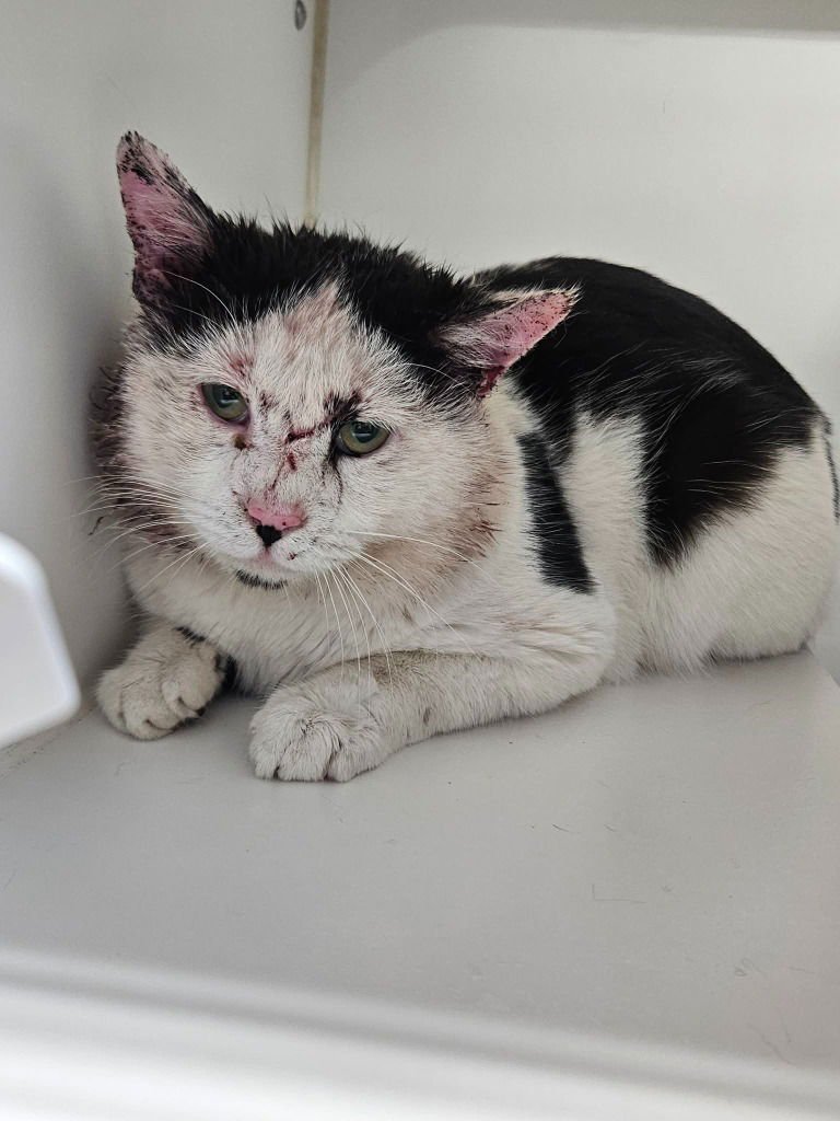 AL PACINO - Domestic Short Hair available for adoption